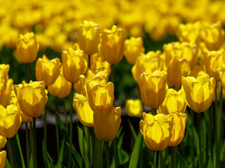 Fototapeta premium Blooming tulips in a park, spring at last.
