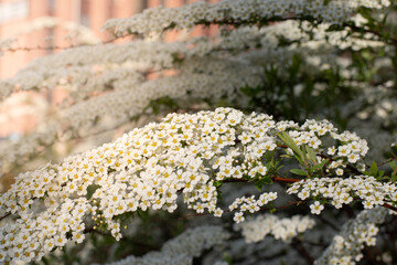 Soft focused close up picture of White Spirea, Bush of Thunbergii or Thunbergii Meadowsweet.