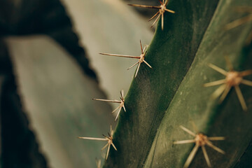 Close up of a spiky needled cactus