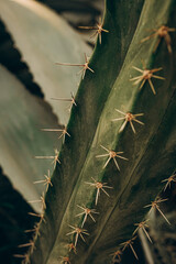 Close up of a spiky needled cactus