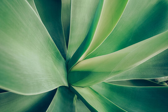 Close up top view of blue aloe plant.