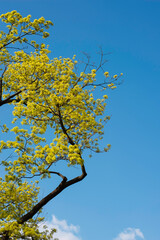 Maple Tree Branches Blooming in the Springtime Against Bright Blue Sky.
