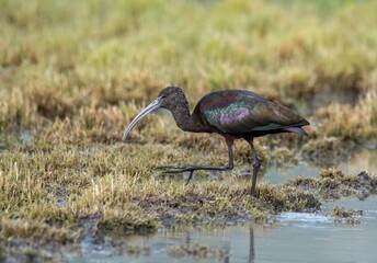 White faced ibis in fluorescent color foraging near a shallow pond in San Jacinto