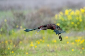 White faced Ibis in flight over yellow wildflowers showing off brilliant colors