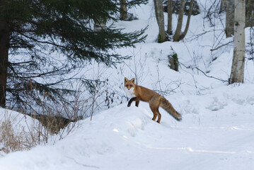 Red fox (vulpes vulpes) walking over the snowbank in winter.	
