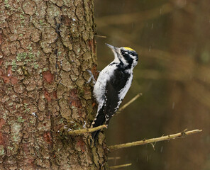 Eurasian three-toed woodpecker (Picoides tridactylus) male in the spruce forest in winter in snowfall.	
