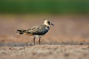 Young northern lapwing (vanellus vanellus) standing in the mud in the wetlands in summer.