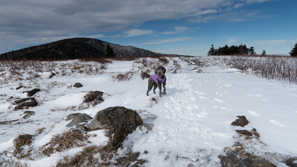 Black mixed breed dog wearing a purple jacket in the snow with mountain views.