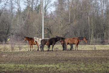 Horses on range - obrazy, fototapety, plakaty