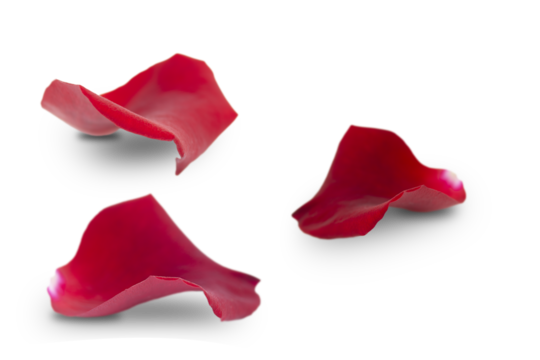Set of red rose petals isolated on white background.