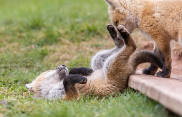 Red fox, Eastern Canada. 