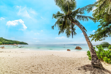 Palm trees in Anse Lazio