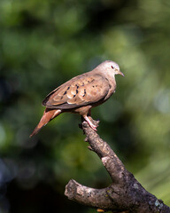 A ruddy ground-dove sleeping perched on a branch. It is a small tropical dove from Brazil and South American as know as Rolinha. Species Columbina talpacoti. Animal world. Birdwatching. Birding