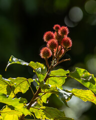 Annato plant also knows as urucum. This is a reddish-colored condiment derived from the Bixa Orellana tree. Gastronomy. Medicine.