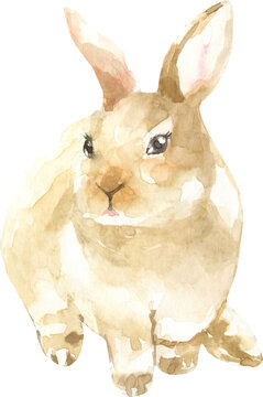 Watercolor bunny illustration, easter greeting card animal clipart. Hand-painted cute grey rabbit, hare, drawing, realistic close up. Easter card, sticker kids invitation, nursery frame art, wall art