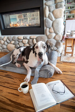 Cute pet dog wearing a tie reading a text book with a cup of coffee by the fireplace.
