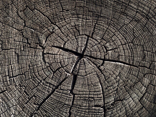 Fototapeta premium Brown stump of an old tree close-up. Cracked oak texture, natural background, grunge, vintage.