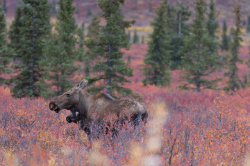 Moose Cow and Calf Autumn