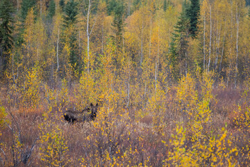 Moose Fall Colors