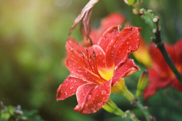 My Mother's Flower Garden