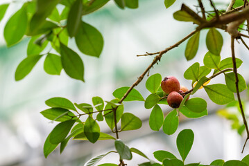 Strawberry guava fruit beginning to ripen, Psidium littorale, on the branch