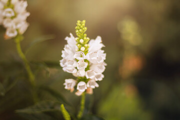 My Mother's Flower Garden