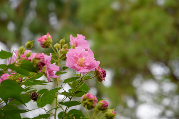 Pink flower of cotton rose