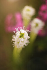 My Mother's Flower Garden