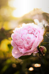 My Mother's Flower Garden