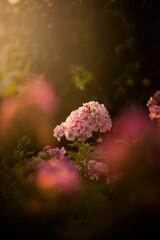 My Mother's Flower Garden