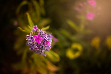 My Mother's Flower Garden