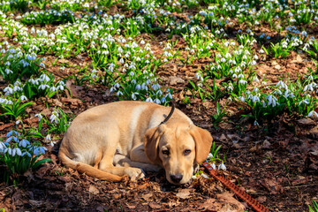 Portrait of labrador retriever puppy surrounded by white snowdrops flowers (Galanthus nivalis) in spring forest