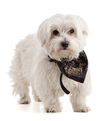 Adorable Maltese bichon with a black scarf
