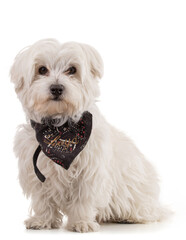 Adorable Maltese bichon with a black scarf