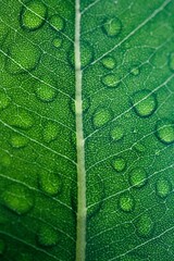green leaf texture