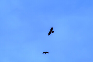 two birds of prey flying in blue sky