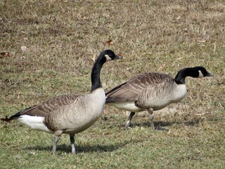 Two Canadian Geese in the grass 