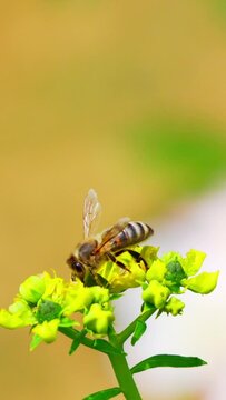 Bees collect nectar from flowers, vertical video
