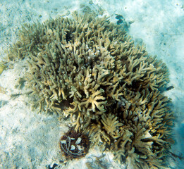 Naklejka na ściany i meble View of corals and fishes in reef