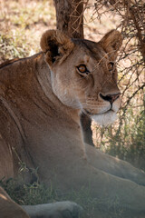 lioness in the grass