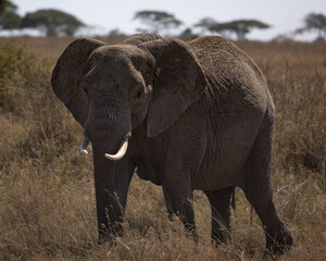 Fototapeta na wymiar Elephant walking the Serengeti plaines