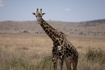 giraffe in the savannah