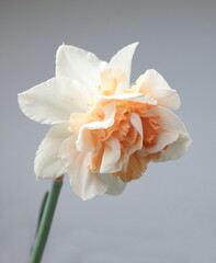 Blossom of Narcissus Replete, Double-Flowered Daffodils, Narcissus flower, genus Anomatheca, on grey background