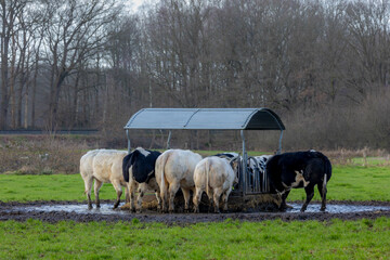 A group of black and white Dutch cow standing and drinking water on the middle of green grass meadow with forest background, Open farm with dairy cattle on the field in countryside farm, Netherlands.