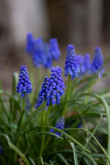 Fototapeta premium Muscari or Grape hyacinth blue small flower in the garden design.