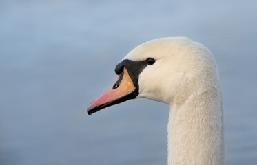 Portrait of the head and neck of a white mute swan looking to the side against a blue background