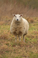 Portrait of a british sheep in the field