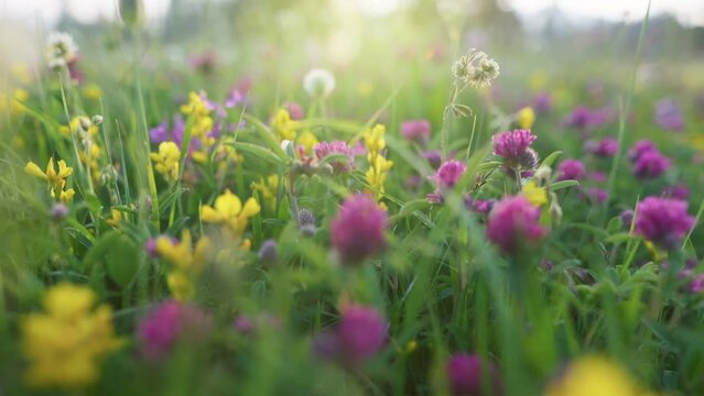 Green grass, purple and yellow flowers at sunset. Bright summer flowers in alpine meadow. Macro shot of field flowers