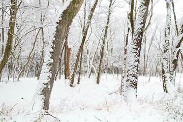 雪降る森　雪景色