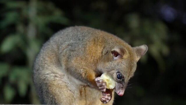 a close up night shot of a coppery brushtail possum eating a piece of banana at a rainforest in north qld, australia